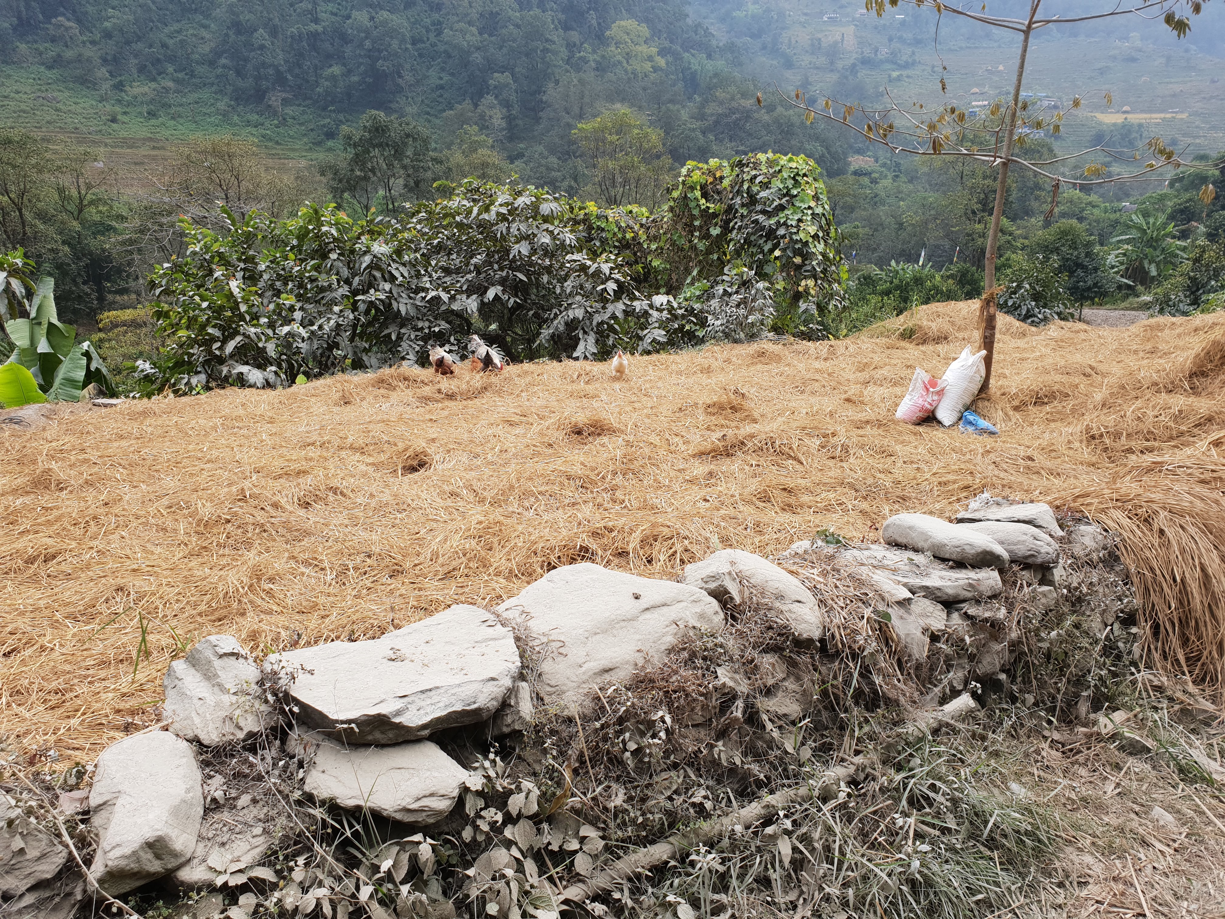 Day 4 was mostly spent walking by (and through) farms like this one.